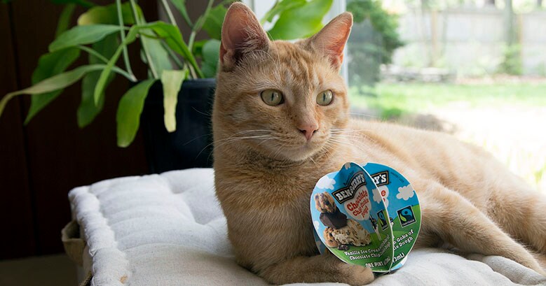 Cat with cat toy made from a Ben & Jerry's pint