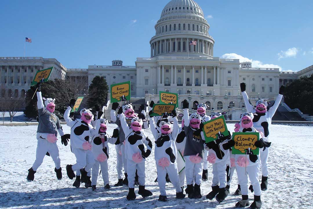 Ihmisiä lehmäasuissa